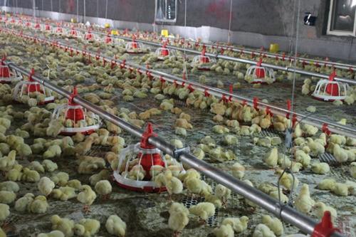 Complete Controlled Poultry Farm Equipment For Chicken House Complete Controlled Poultry Farm Equipment For Chicken House